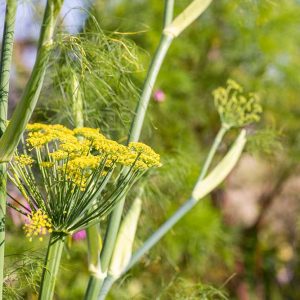 Aromatherapie - Galerie